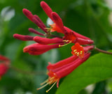Lonicera sempervirens Major Wheeler | Coral Honeysuckle | 5_Seeds
