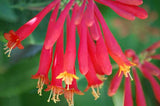 Lonicera sempervirens Major Wheeler | Coral Honeysuckle | 5_Seeds
