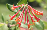 Lonicera sempervirens Major Wheeler | Coral Honeysuckle | 5_Seeds