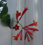 Lonicera sempervirens Major Wheeler | Coral Honeysuckle | 5_Seeds