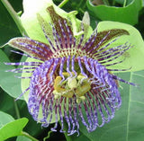 Passiflora maliformis | Conch Apple | Sweet Calabash | Sweet Cup | 20_Seeds