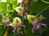 Passiflora maliformis | Conch Apple | Sweet Calabash | Sweet Cup | 20_Seeds