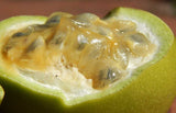 Passiflora maliformis | Conch Apple | Sweet Calabash | Sweet Cup | 20_Seeds