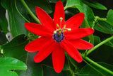 Passiflora manicata | Red Passion Flower | 10_Seeds
