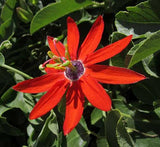 Passiflora manicata | Red Passion Flower | 10_Seeds