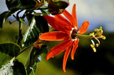 Passiflora manicata | Red Passion Flower | 10_Seeds