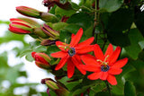 Passiflora manicata | Red Passion Flower | 10_Seeds