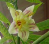 Manihot esculenta | Tapioca | Cassava | Yuca | Manioc | Mandioca | 10_Seeds