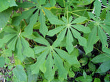 Manihot esculenta | Tapioca | Cassava | Yuca | Manioc | Mandioca | 10_Seeds