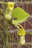 Aristolochia manshuriensis | Birthwort | Manchurian pipevine | 100_Seeds
