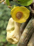 Aristolochia manshuriensis | Birthwort | Manchurian pipevine | 100_Seeds