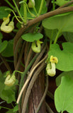 Aristolochia manshuriensis | Birthwort | Manchurian pipevine | 100_Seeds