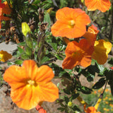 Streptosolen jamesonii | Marmalade Bush | Orange Browallia |Firebush | 50_Seeds