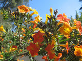 Streptosolen jamesonii | Marmalade Bush | Orange Browallia |Firebush | 50_Seeds