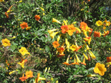 Streptosolen jamesonii | Marmalade Bush | Orange Browallia |Firebush | 50_Seeds