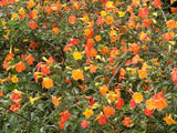 Streptosolen jamesonii | Marmalade Bush | Orange Browallia |Firebush | 50_Seeds
