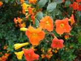 Streptosolen jamesonii | Marmalade Bush | Orange Browallia |Firebush | 50_Seeds