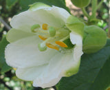Passiflora mathewsii alba | 10_Seeds
