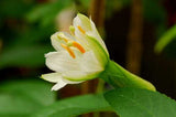 Passiflora mathewsii alba | 10_Seeds