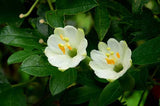 Passiflora mathewsii alba | 10_Seeds