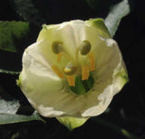 Passiflora mathewsii alba | 10_Seeds