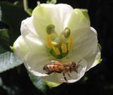 Passiflora mathewsii alba | 10_Seeds