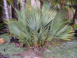 Nannorrhops ritchiana | Mazari Palm | 5_Seeds