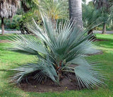 Nannorrhops ritchiana | Mazari Palm | 5_Seeds