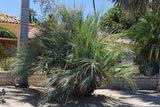 Nannorrhops ritchiana | Mazari Palm | 5_Seeds