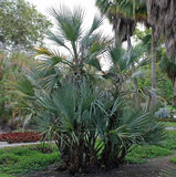 Nannorrhops ritchiana | Mazari Palm | 5_Seeds