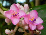 Medinilla cummingii | Chandelier Tree | Showy Melastome | 20_Seeds
