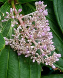 Medinilla cummingii | Chandelier Tree | Showy Melastome | 20_Seeds