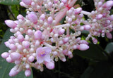 Medinilla cummingii | Chandelier Tree | Showy Melastome | 20_Seeds