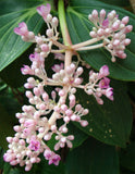 Medinilla cummingii | Chandelier Tree | Showy Melastome | 20_Seeds