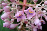 Medinilla cummingii | Chandelier Tree | Showy Melastome | 20_Seeds