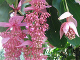 Medinilla magnifica | Showy | Philippine orchid | 10_Seeds