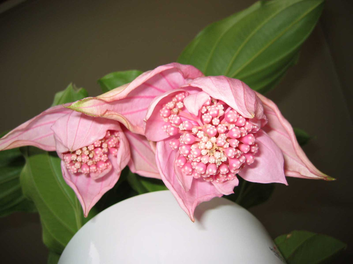 medinilla magnifica flower seeds Medinilla magnifica | Showy | Philippine orchid
