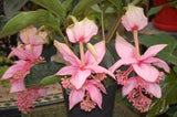 Medinilla magnifica | Showy | Philippine orchid | 10_Seeds