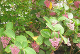 Medinilla magnifica | Showy | Philippine orchid | 10_Seeds