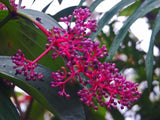 Medinilla speciosa | Showy Asian Grapes | 20_Seeds