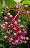 Medinilla speciosa | Showy Asian Grapes | 20_Seeds