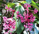 Medinilla speciosa | Showy Asian Grapes | 20_Seeds