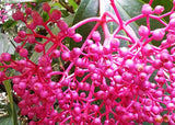 Medinilla speciosa | Showy Asian Grapes | 20_Seeds
