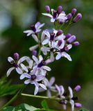 Melia azedarach | Bead Tree | Chinaberry | Cape Indian Persian Lilac | 5_Seeds