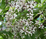 Melia azedarach | Bead Tree | Chinaberry | Cape Indian Persian Lilac | 5_Seeds