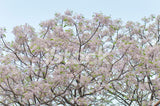 Melia azedarach | Bead Tree | Chinaberry | Cape Indian Persian Lilac | 5_Seeds