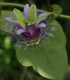 Passiflora menispermifolia | 5_Seeds
