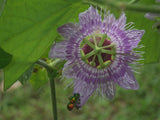 Passiflora menispermifolia | 5_Seeds