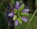 Passiflora menispermifolia | 5_Seeds