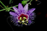 Passiflora menispermifolia | 5_Seeds